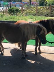 -萌宠亲子动物乐园(槐房万达店)