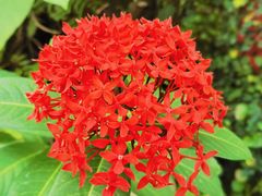 -中国科学院华南植物园