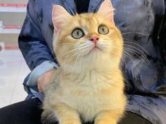 -lincat·猫舍(广州店)