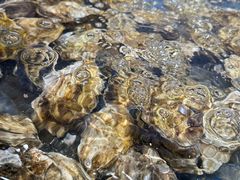 -亚马逊海鲜自助(梅溪湖步步高店)