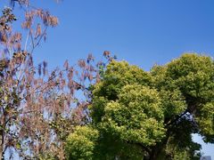 -东梓关景区村庄