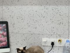 -喵园·猫主题咖啡厅·撸猫·猫咖(国贸店)