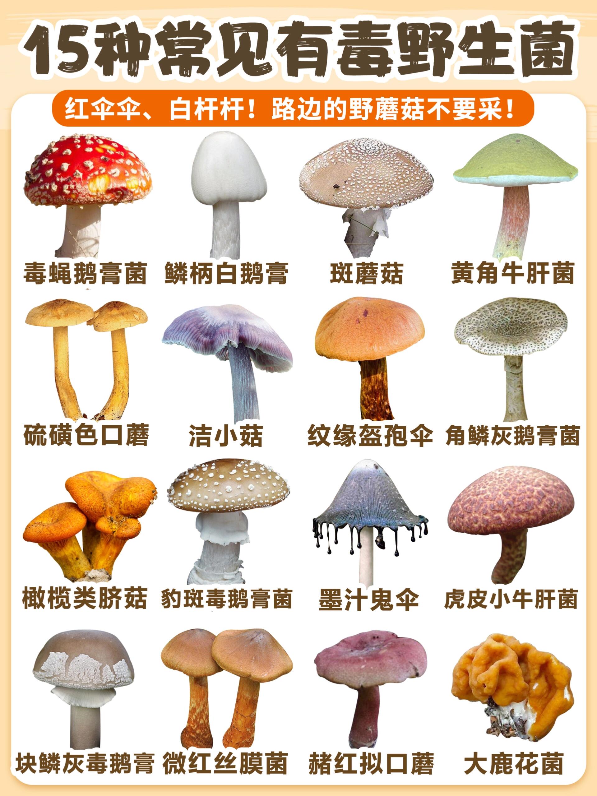 小心这些致命毒蘑菇