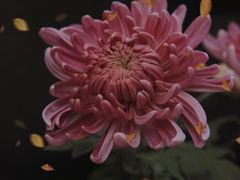 -南山植物园