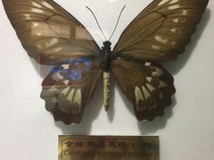 -上海昆虫博物馆