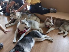-Husky Go! 哈士奇体验馆·宠物咖啡厅狗咖
