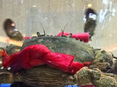 -皇朝尊会(龙之梦大酒店)