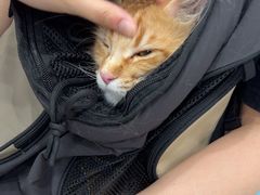 -四月宠物医院·猫专科·心脏专科·内科(转塘店)
