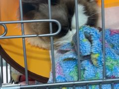 -嘉馨宠物医院·CT影像转诊·心脏科·犬猫全科诊疗中心(下沙大学城院区)