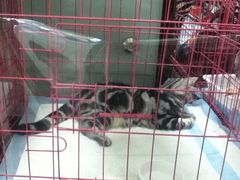 -纳吉亚猫专科动物医院博雅分院
