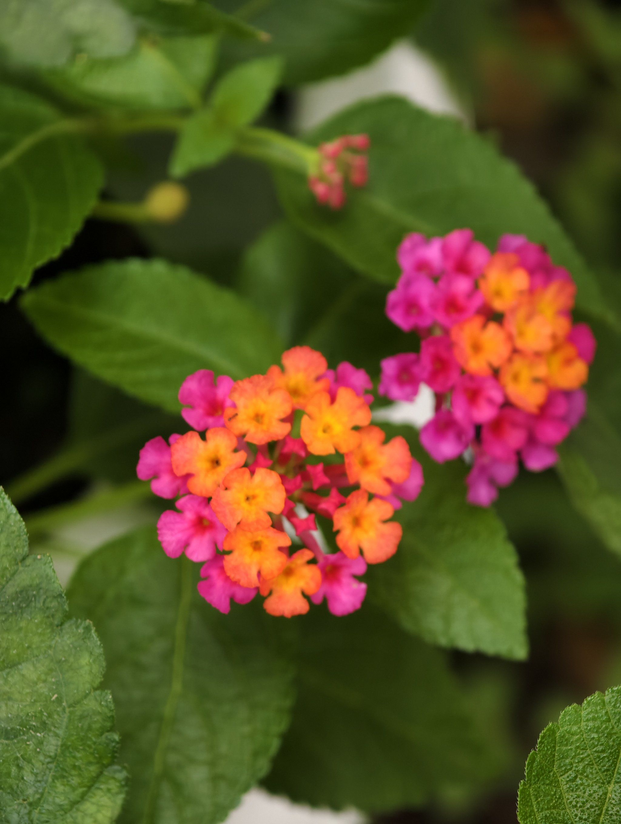 原来这个叫五色花,也叫五色梅,我以为也是绣球