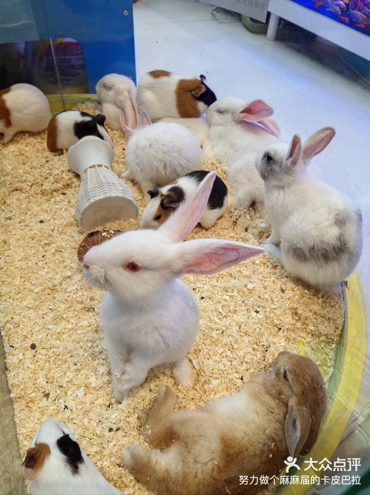 兔子真的是大胃王吗