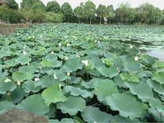 -荷塘月色湿地公园·向阳花洲