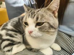 -1013 PET SHOP精品宠物商店(丁香店)