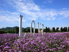 景点-北京东方普罗旺斯薰衣草庄园