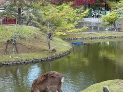 -奈良公园