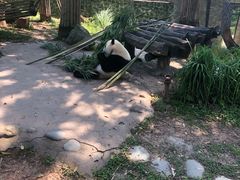 -都江堰中华大熊猫苑