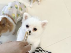 -怪兽屋·羊驼·猫咖·狗咖(俊华广场店)