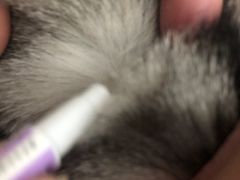 -全心全意连锁动物医院·微创中心·内科急重症·心脏专科(丰管路店)