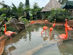 -海南热带野生动植物园