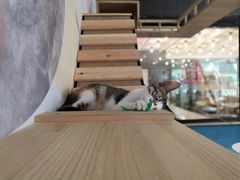 -滚猫咖啡·猫咖·猫友好撸猫(未来城店)