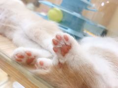 -屋虎猫馆(宝安大仟里店)