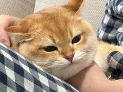 -猫十亿·布偶金渐层·曼基康矮脚猫舍(青年路店)