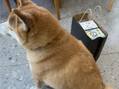 -是阿柴呀！柴犬咖啡·爱喵喵猫咖