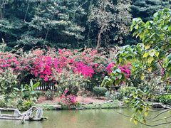 -深圳仙湖植物园
