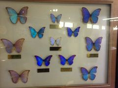 -上海昆虫博物馆