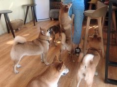 -柴犬高等学院·狗咖·柴犬售卖·宠物训练
