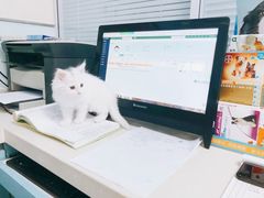 -瑞派·关忠动物医院·猫专科·犬专科(三环新城店)