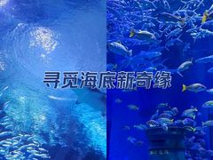 -海合安武汉极地海洋公园