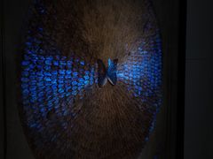 -上海昆虫博物馆