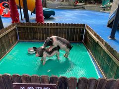 -上海崇明金茂凯悦酒店