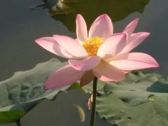 -丰台花园