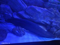 -芜湖新华联大白鲸海洋公园