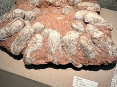 -浙江自然博物院(杭州馆)