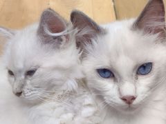 -藏猫猫咖啡主题馆(中央大道店)