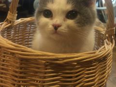 -共舞时光猫咖·狗咖(新街口店)