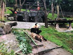 -都江堰中华大熊猫苑