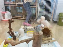 -喵宠乐园·撸猫互动·猫舍