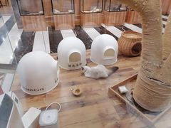 -袖虎·猫馆(体育西路店)