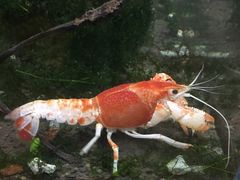 -上海大自然野生昆虫馆(东方明珠·爬宠昆虫探索中心)