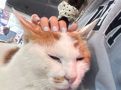 -平行世界·猫咖(首经贸店)