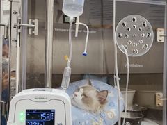 -瑞派康怡24h宠物医院·犬猫医疗中心·微创绝育(瑞景分院)