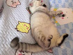 -柚子猫舍·精品猫舍购猫·猫咪认养·购宠·宠物店