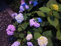 -常州古运河南大街文化旅游区-人民公园