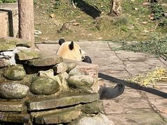 -中国大熊猫保护研究中心雅安碧峰峡基地