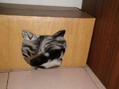 -瑞派·关忠动物医院·猫专科·犬专科(三环新城店)